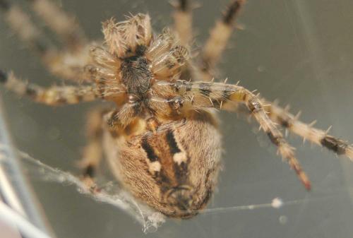 Araneus diadematus