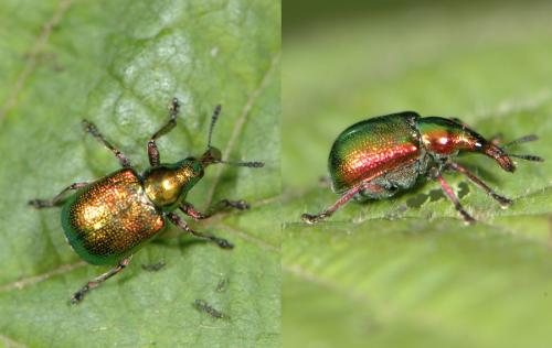 Byctiscus betulae