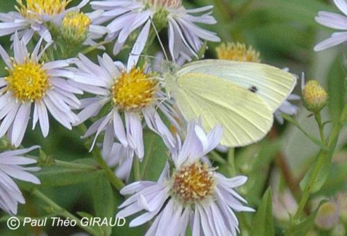Pieris sp.