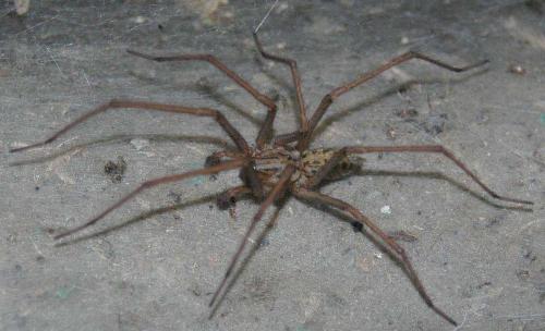 Tegenaria sp.