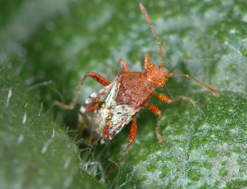 Réf. 24 482 : Rhopalus subrufus