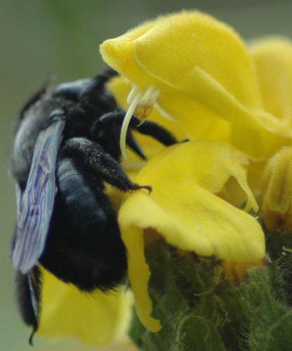 Xylocopa sp.