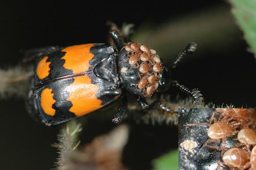 Réf. 24 493 : Nicrophorus vespilloides