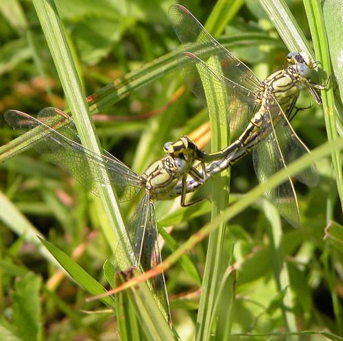 Gomphus pulchellus