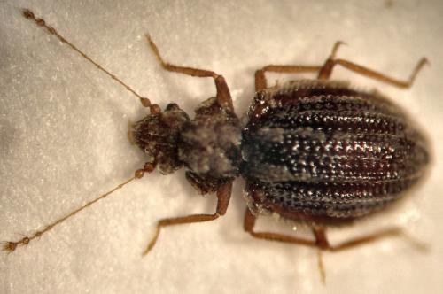 Dasycerus sulcatus