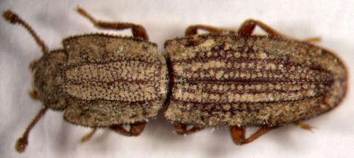 Langelandia anophtalma