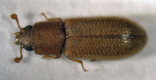 Synchita mediolanensis