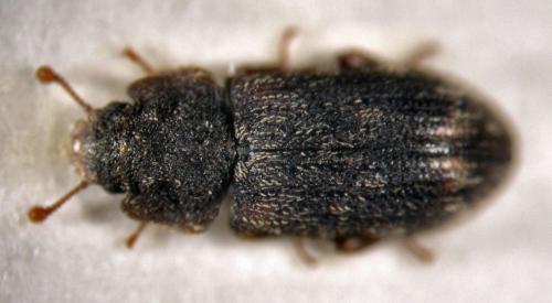 Réf. 24 479 : Synchita variegata