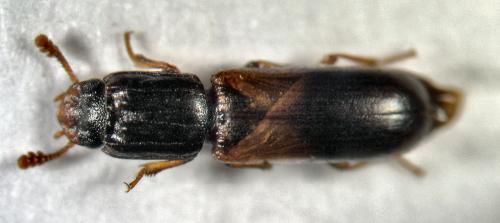 Aulonium ruficorne