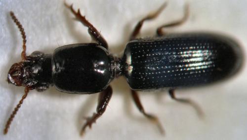 Dyschiriodes macroderus protensus