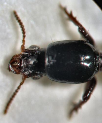 Réf. 24 576 : Dyschiriodes macroderus protensus