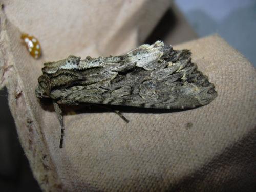 Réf. 24 781 : Apamea monoglypha
