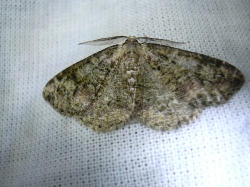 Cleorodes lichenaria