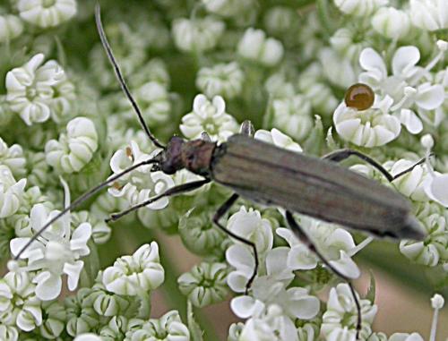 Oedemera sp.