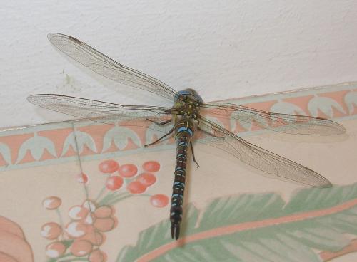 Aeshna mixta