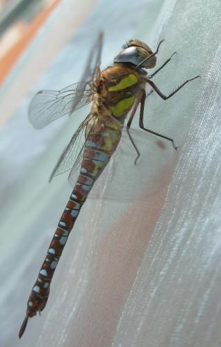 Réf. 24 105 : Aeshna mixta