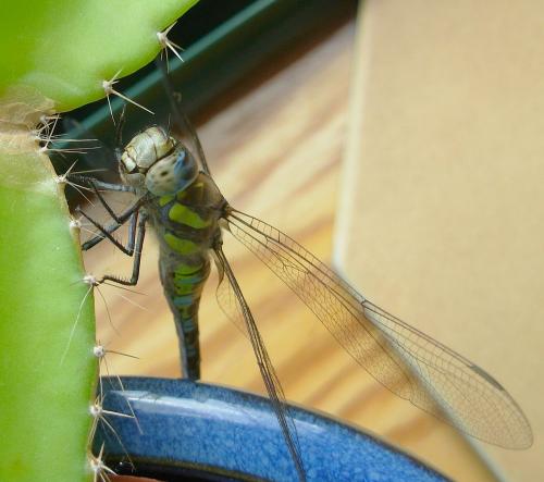 Aeshna mixta