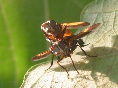 Trichopoda pictipennis