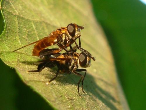 Trichopoda pictipennis