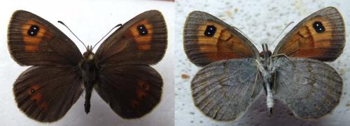 Erebia rondoui