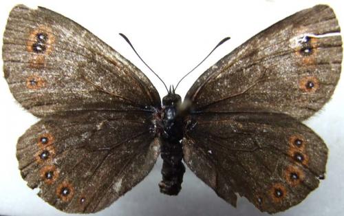 Réf. 24 030 : Erebia oeme
