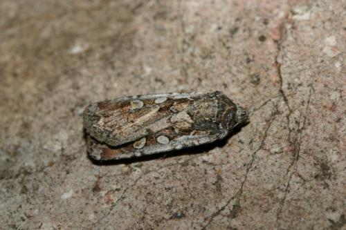 Réf. 24 074 : Euxoa obelisca corsicola
