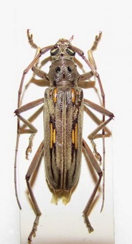 Réf. 24 709 : Eburia stigma