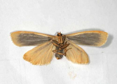 Réf. 24 588 : Eilema complana