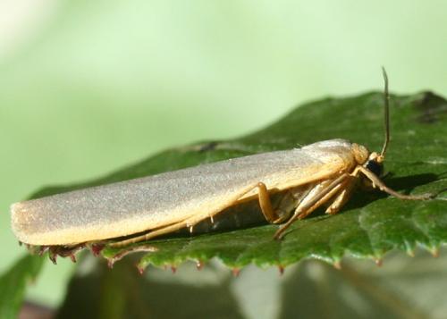 Réf. 24 346 : Eilema sp.