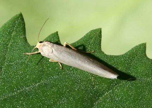 Réf. 24 234 : Eilema sp.