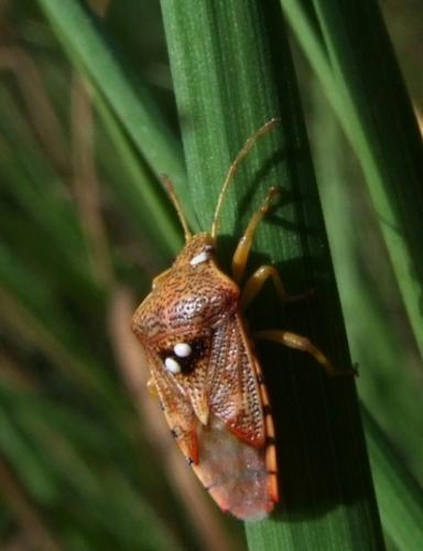 Elasmucha grisea grisea
