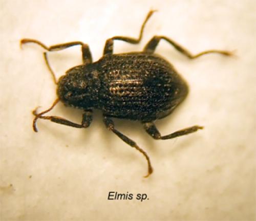 Elmis sp.