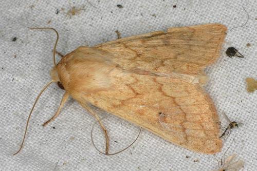 Mythimna vitellina