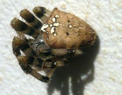 Araneus pallidus