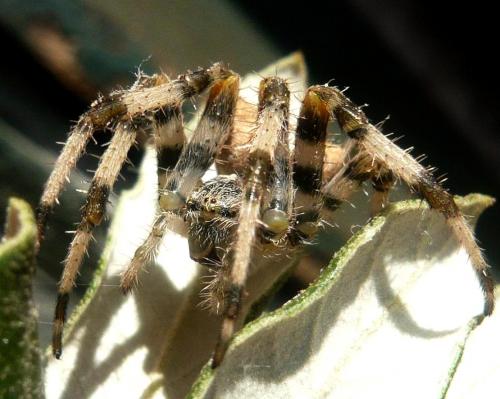 Araneus pallidus