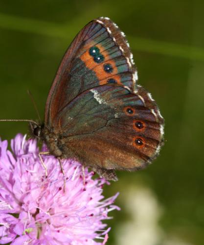 Erebia ligea