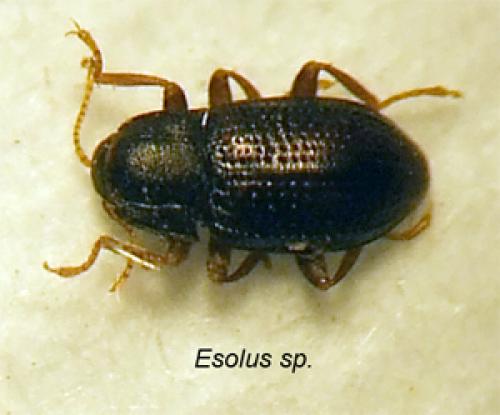 Esolus sp.