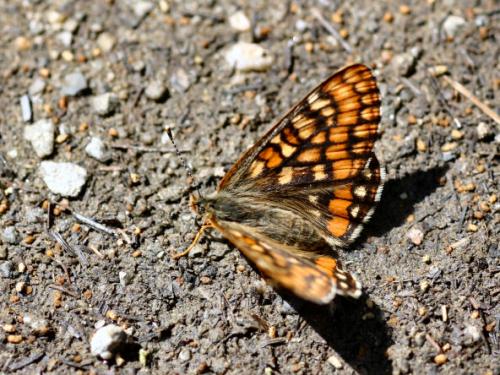 Euphydryas intermedia