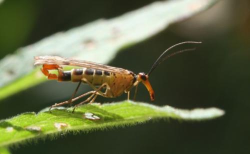 Panorpa cognata