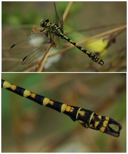 Onychogomphus forcipatus