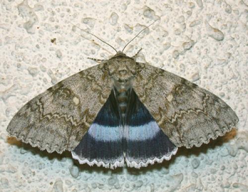 Réf. 24 703 : Catocala fraxini