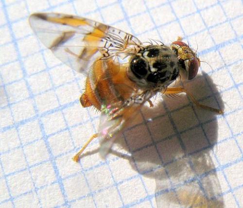Réf. 24 265 : Ceratitis capitata