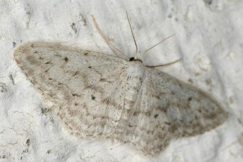 Idaea seriata
