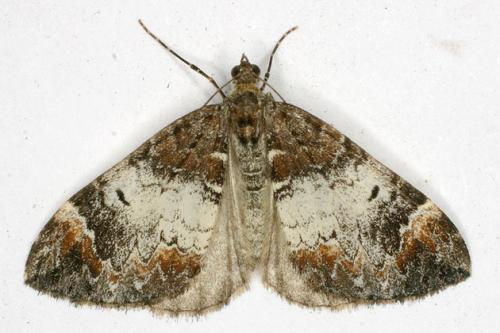 Dysstroma sp.