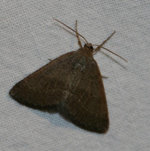 Pachycnemia tibiaria