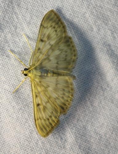 Réf. 24 640 : Pleuroptya ruralis