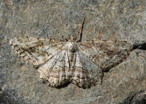 Peribatodes perversaria