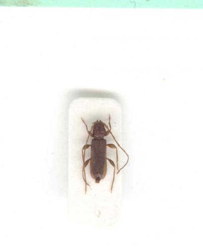Gracilia minuta