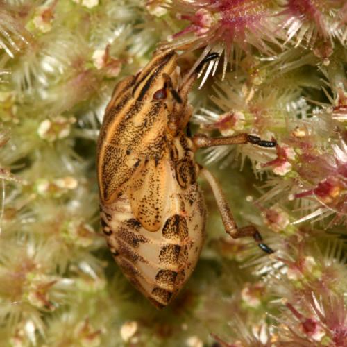 Graphosoma italicum
