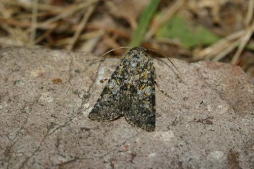 Hadena sp.